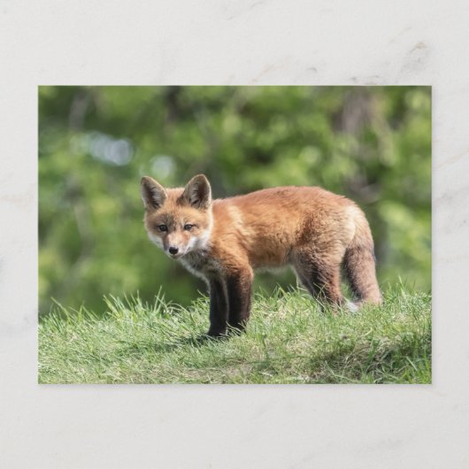 Red Fox Kit Briefkaart (Voorkant)