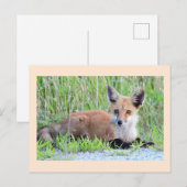 Red Fox Kit Briefkaart (Voorkant / Achterkant)