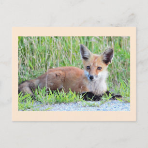 Red Fox Kit Briefkaart