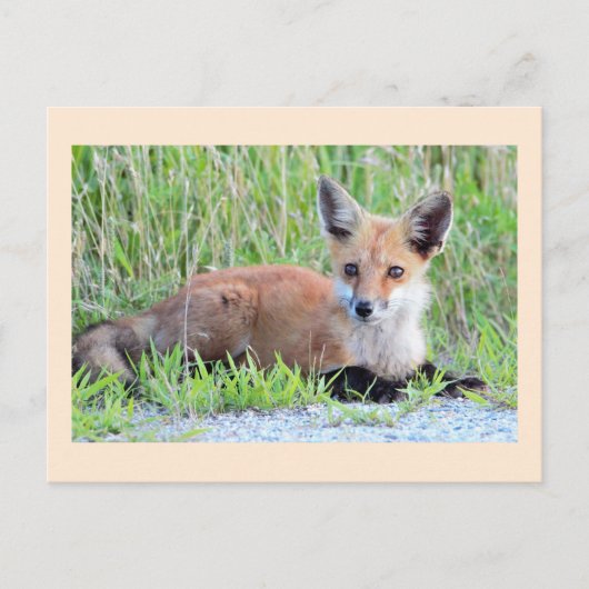 Red Fox Kit Briefkaart (Voorkant)