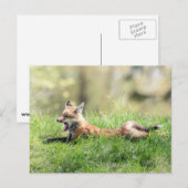 Red Fox Kit Briefkaart (Voorkant / Achterkant)