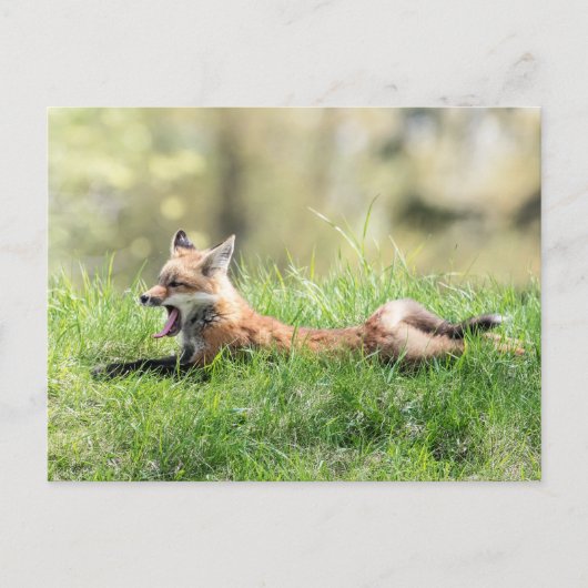 Red Fox Kit Briefkaart (Voorkant)
