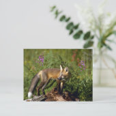 Red Fox kit Briefkaart (Staand voorkant)