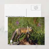 Red Fox kit Briefkaart (Voorkant / Achterkant)