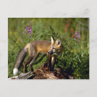 Red Fox kit Briefkaart