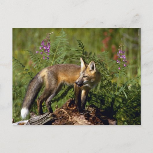 Red Fox kit Briefkaart (Voorkant)