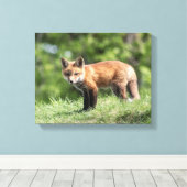 Red Fox Kit Canvas Afdruk (Insitu (Houten vloer))