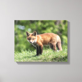 Red Fox Kit Canvas Afdruk