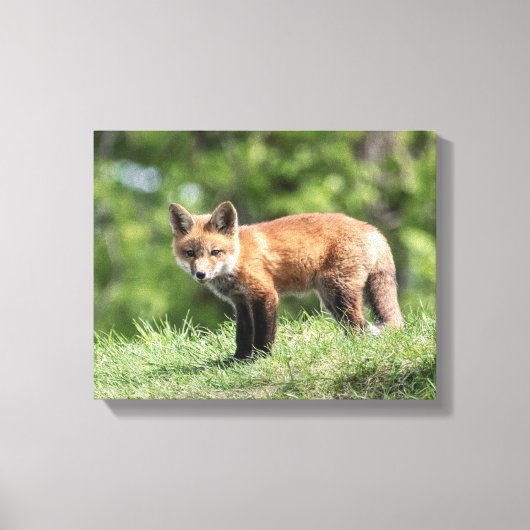 Red Fox Kit Canvas Afdruk (Voorkant)