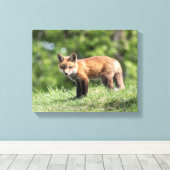 Red Fox Kit Canvas Afdruk (Insitu (Houten vloer))