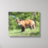 Red Fox Kit Canvas Afdruk (Voorkant)