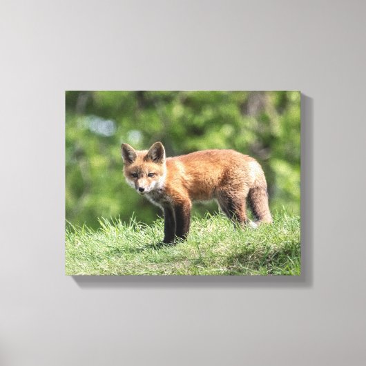 Red Fox Kit Canvas Afdruk (Voorkant)