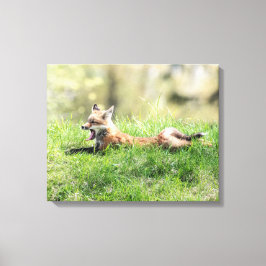 Red Fox Kit Canvas Afdruk