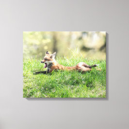 Red Fox Kit Canvas Afdruk