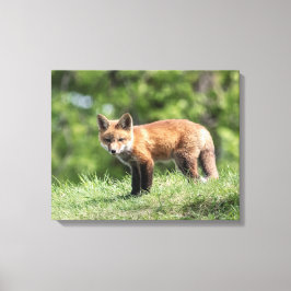 Red Fox Kit Canvas Afdruk