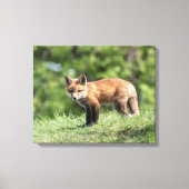 Red Fox Kit Canvas Afdruk (Voorkant)