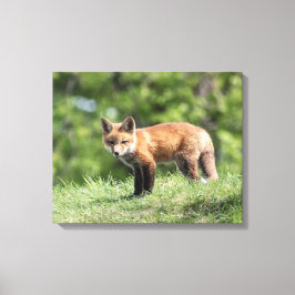 Red Fox Kit Canvas Afdruk