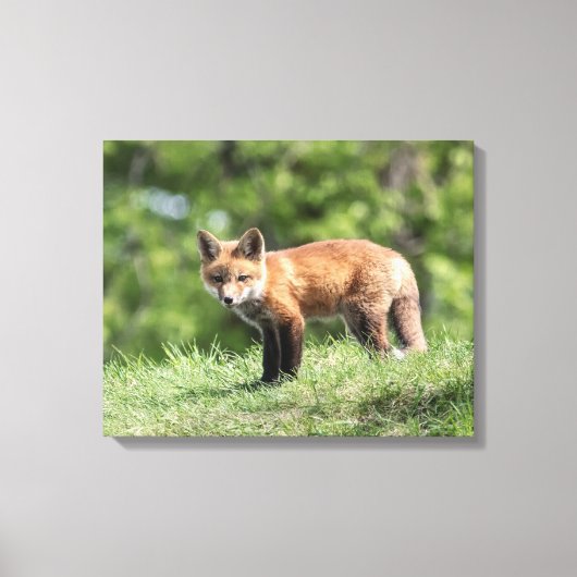 Red Fox Kit Canvas Afdruk (Voorkant)