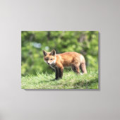 Red Fox Kit Canvas Afdruk (Voorkant)