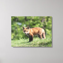 Red Fox Kit Canvas Afdruk