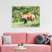 Red Fox Kit Canvas Afdruk (Insitu (Woonkamer))