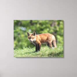 Red Fox Kit Canvas Afdruk