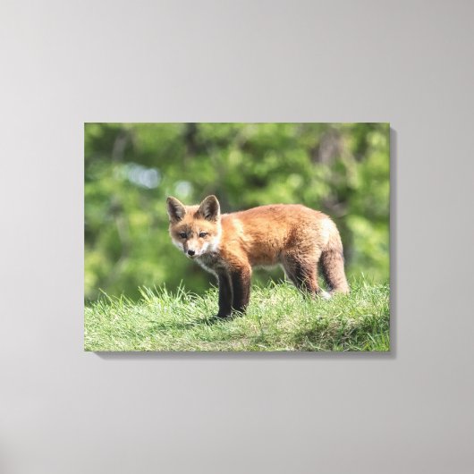 Red Fox Kit Canvas Afdruk (Voorkant)