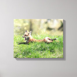 Red Fox Kit Canvas Afdruk