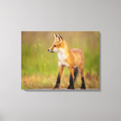 Red Fox Kit Canvas Afdruk (Voorkant)