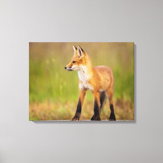 Red Fox Kit Canvas Afdruk (Voorkant)