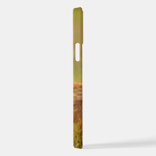 Red Fox Kit die naar Momma kijkt iPhone Hoesje (Rechterkant)