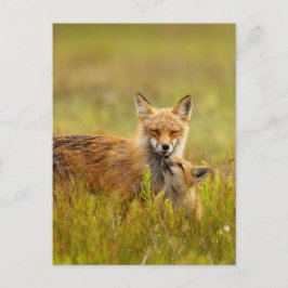 Red Fox Kit die naar Momma Post Kaart kijkt