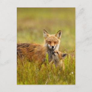 Red Fox Kit die naar Momma Post Kaart kijkt
