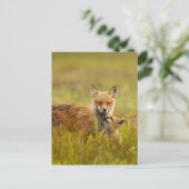 Red Fox Kit die naar Momma Post Kaart kijkt (Staand voorkant)