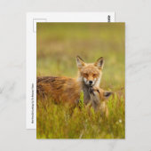 Red Fox Kit die naar Momma Post Kaart kijkt (Voorkant / Achterkant)