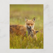 Red Fox Kit die naar Momma Post Kaart kijkt (Voorkant)