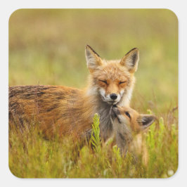 Red Fox-kit die naar Momma Vixen-Stickers kijkt Vierkante Sticker