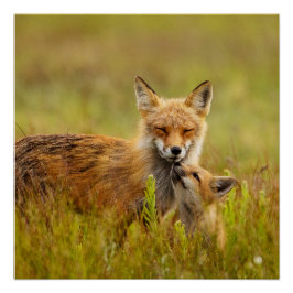 Red Fox Kit die omhoog kijkt naar Momma Vixen Perfect Poster