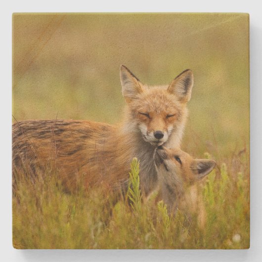 Red Fox Kit die omhoog kijkt naar Momma Vixen Stenen Onderzetter (Voorkant)