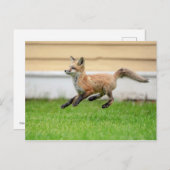Red Fox Kit in de Hudson-vallei Briefkaart (Voorkant / Achterkant)
