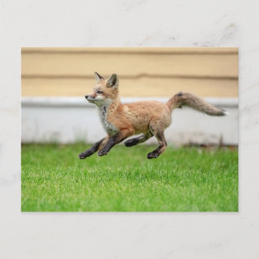 Red Fox Kit in de Hudson-vallei Briefkaart (Voorkant)