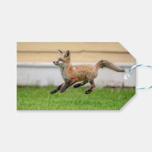 Red Fox Kit in de Hudson-vallei Cadeaulabel (Voorkant (Horizontaal))