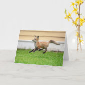 Red Fox Kit in de Hudson-vallei Kaart (Gele Bloem)