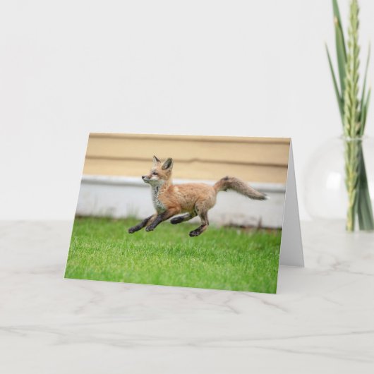 Red Fox Kit in de Hudson-vallei Kaart (Voorkant)