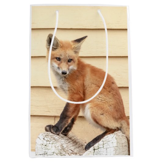 Red Fox Kit in de Hudson-vallei Medium Cadeauzakje (Voorkant)