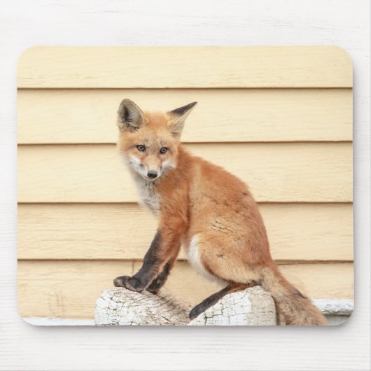 Red Fox Kit in de Hudson-vallei Muismat (Voorkant)