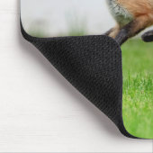 Red Fox Kit in de Hudson-vallei Muismat (Hoek)