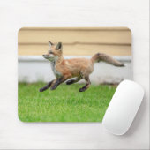 Red Fox Kit in de Hudson-vallei Muismat (Met muis)