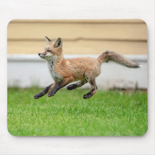 Red Fox Kit in de Hudson-vallei Muismat (Voorkant)
