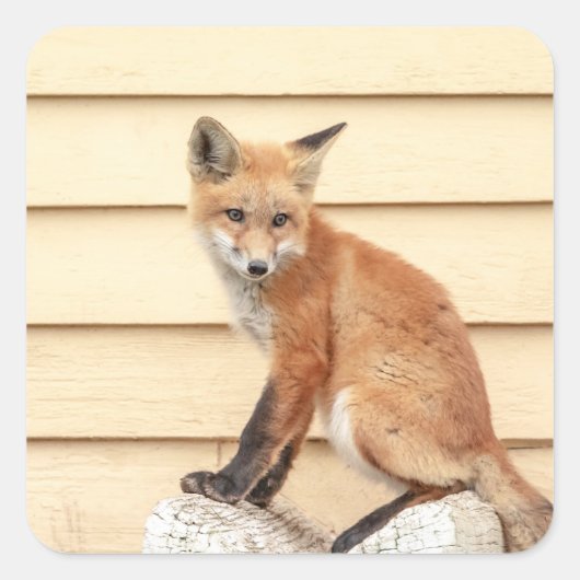 Red Fox Kit in de Hudson-vallei Vierkante Sticker (Voorkant)
